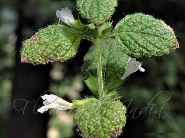 Lemon Balm
